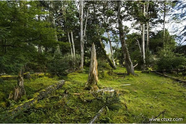 崗云山林